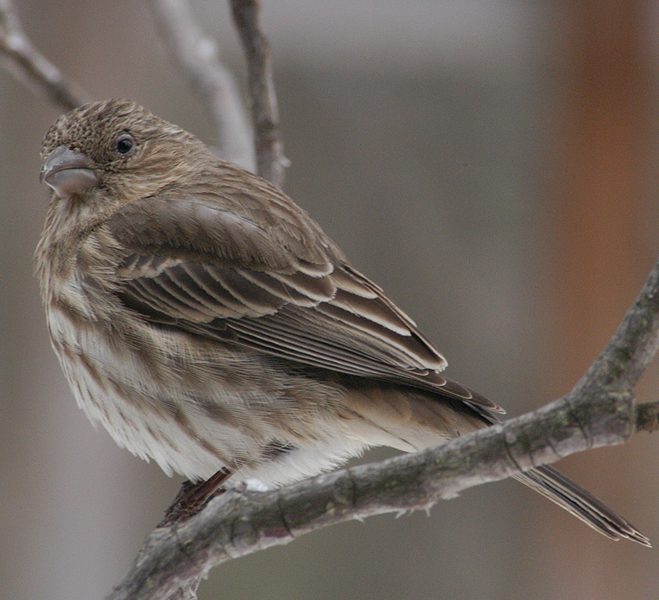 Fringillidae