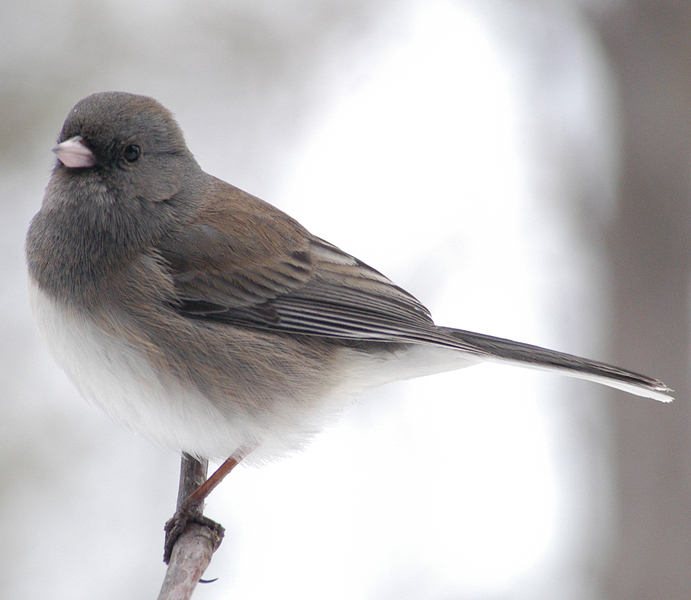 Passeriformes