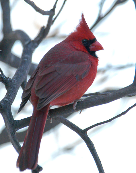 Passeriformes