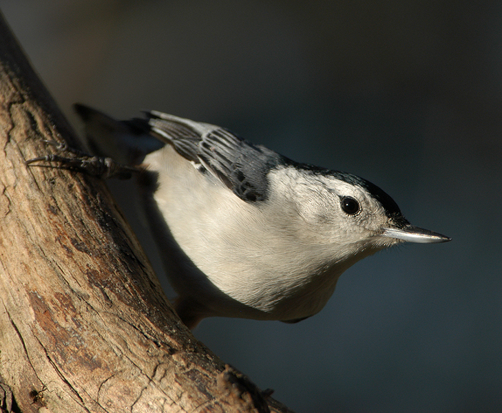 Sitta carolinensis