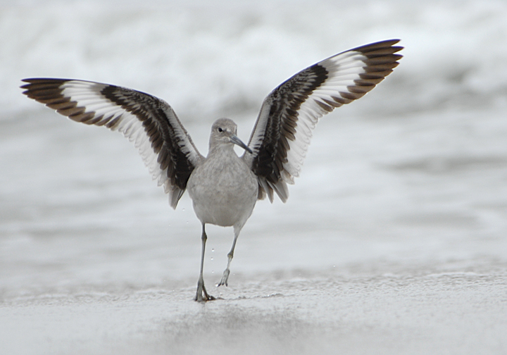 Charadriiformes