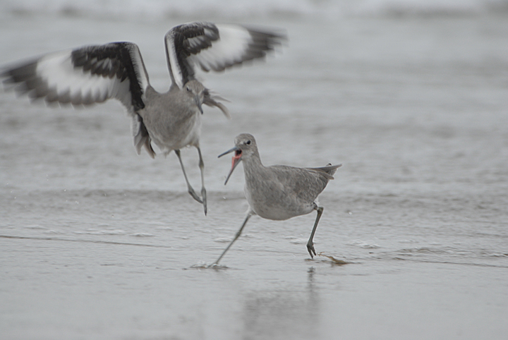 Charadriiformes