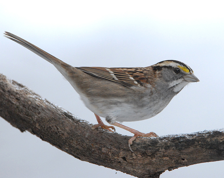 Zonotrichia albicollis