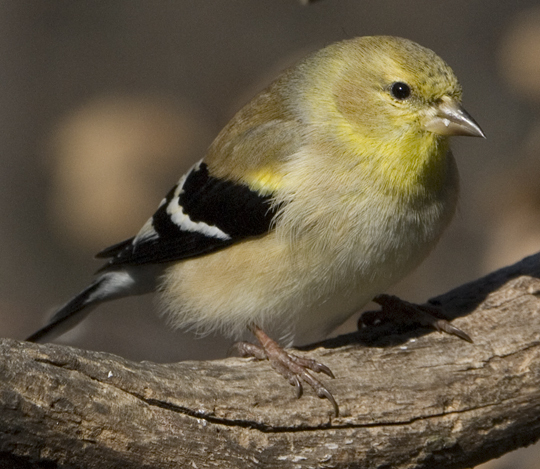 Carduelis