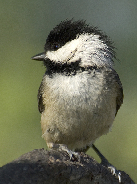 2007-0422Chickadee