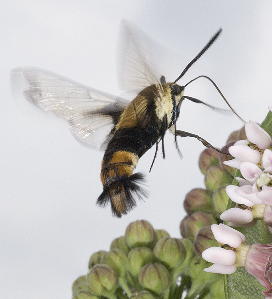 Sphingidae