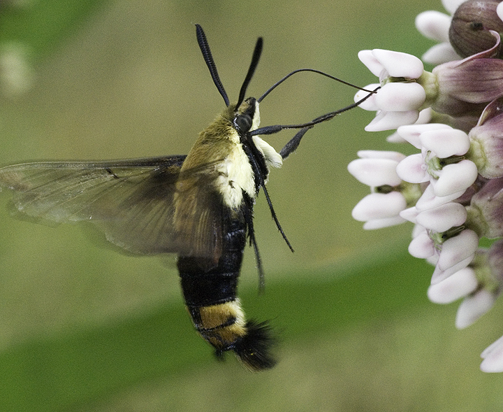 2007-0630aHemaris