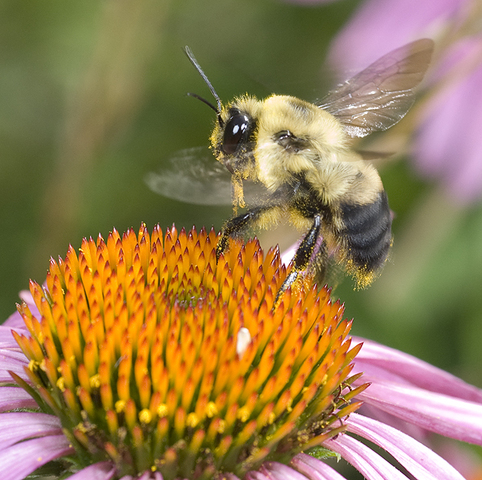 Photo of Bombus