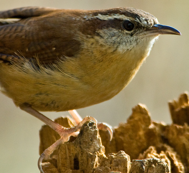 Passeriformes