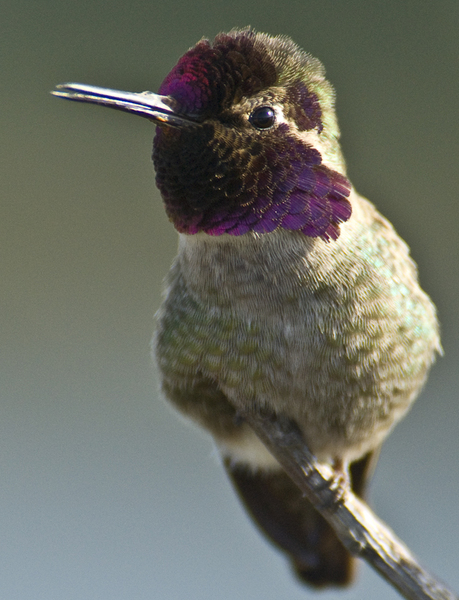 Trochilidae