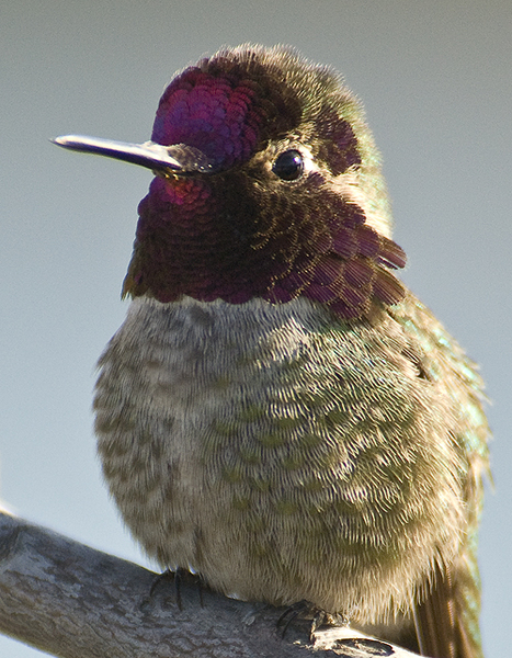 Trochilidae