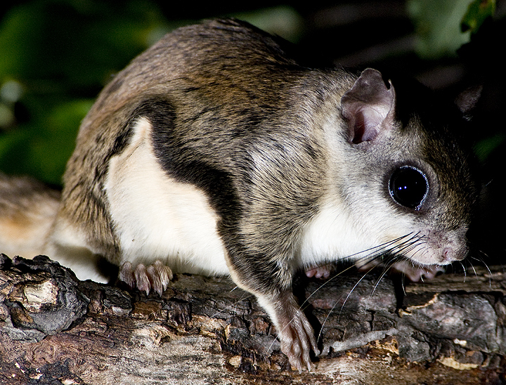 Glaucomys