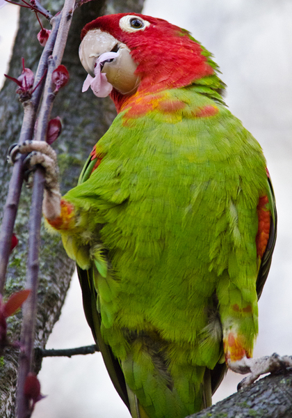 2011-0208RMParrot1