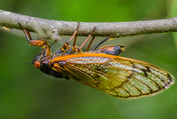 Photo of Magicicada septendecim