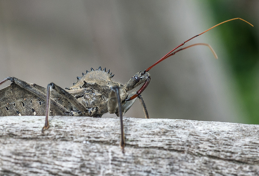 Hemiptera