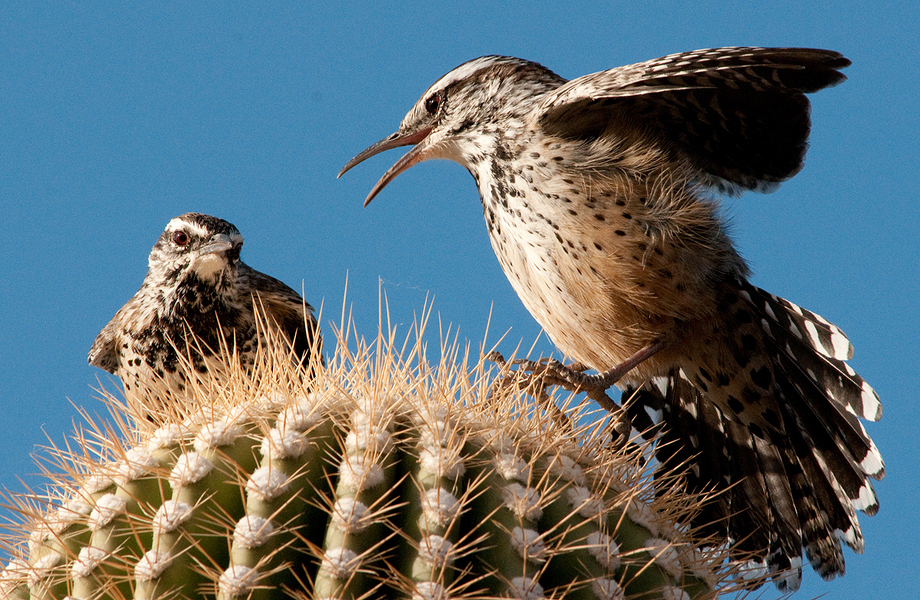 Cactus_Wrens