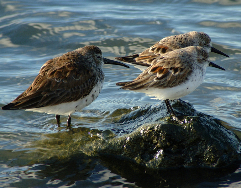 Calidris alpina