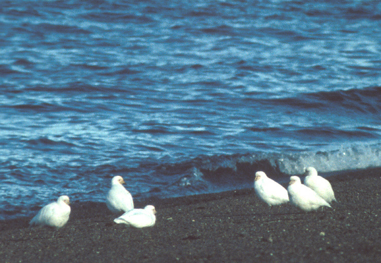 Charadriiformes