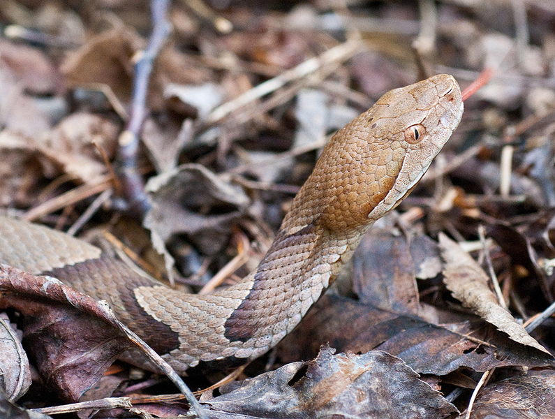 Copperhead