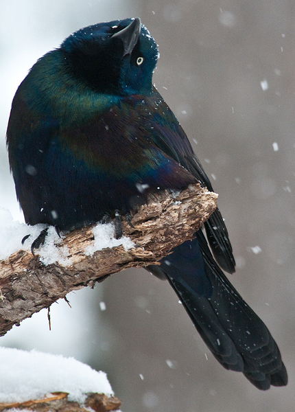 Grackle