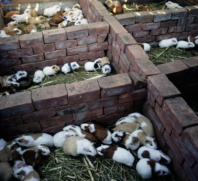 Guinea_Pig_farm