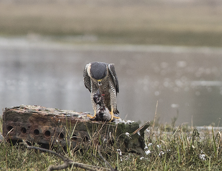 Falconiformes