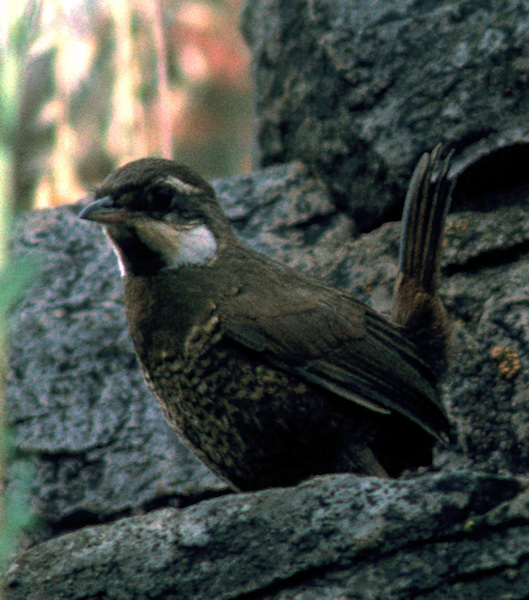 Passeriformes