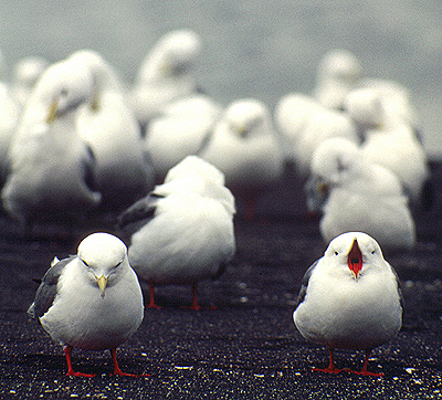 Laridae