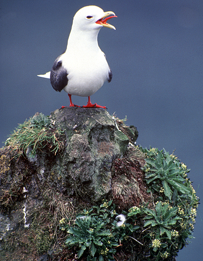 Laridae