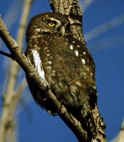 glaucidium_nanum