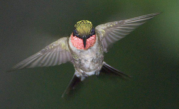 Archilochus colubris