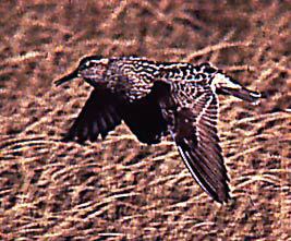 Calidris melanotos