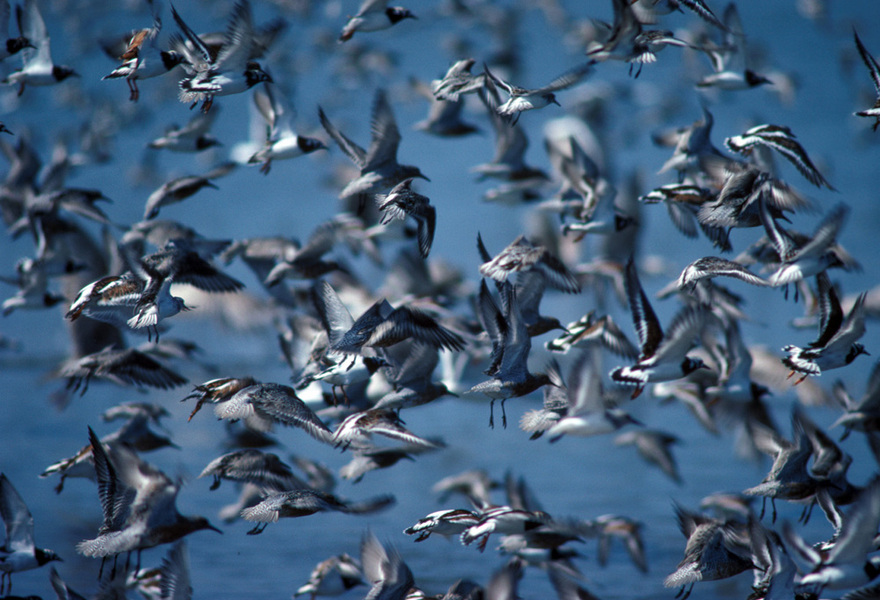 sandpipers_flying