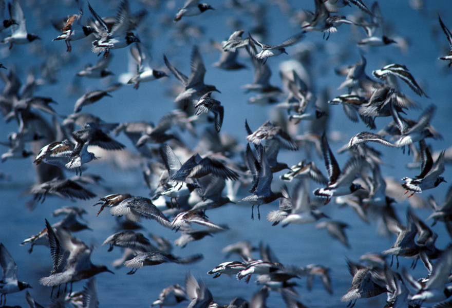 Charadriiformes