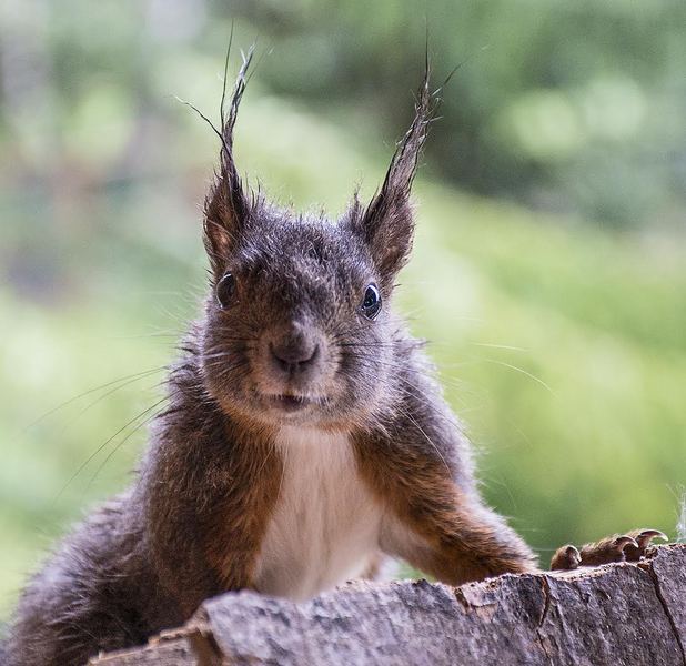 Sciurus vulgaris