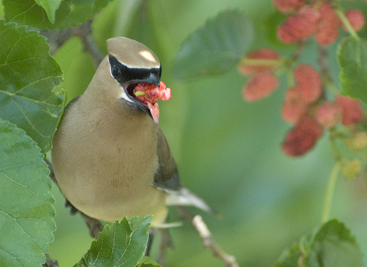 Deuterostomia