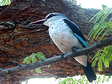 woodland_kingfisher_10sm