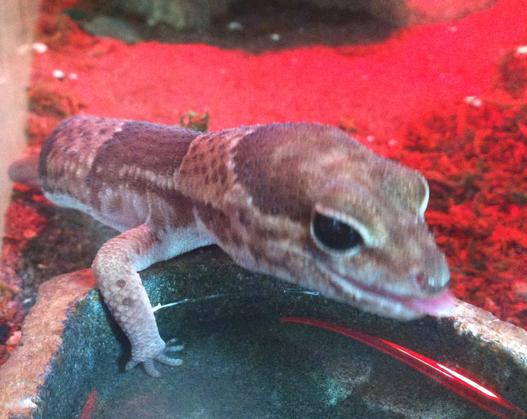 gecko1