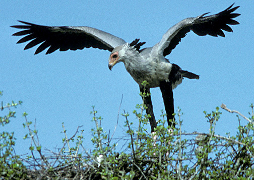 Falconiformes