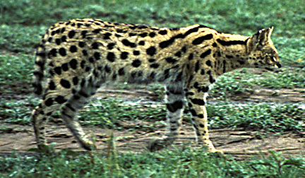 Leptailurus serval