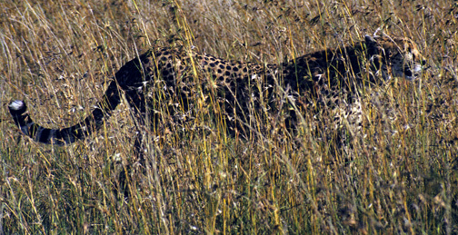 Acinonyx