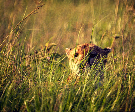 Acinonyx