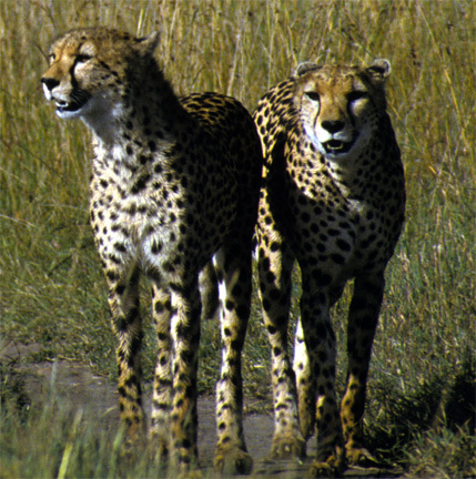 Acinonyx jubatus