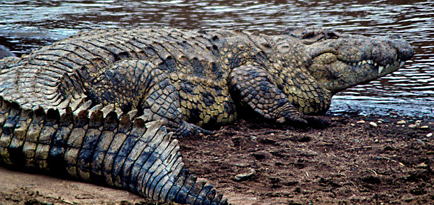 Crocodile1a_9_91