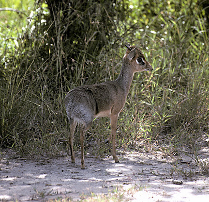 Vertebrata