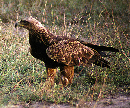 Falconiformes