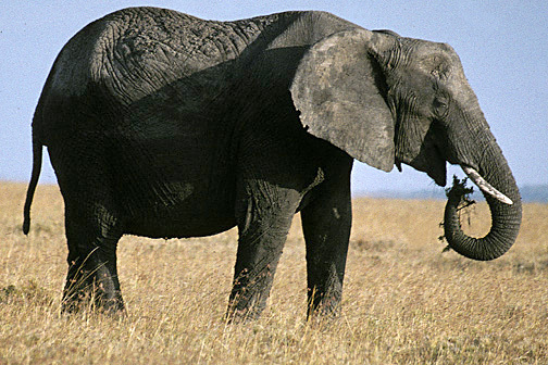 Elephantidae