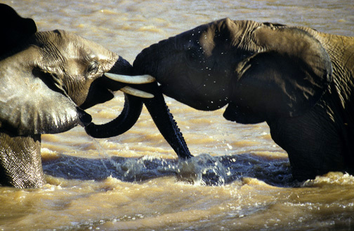 Loxodonta africana