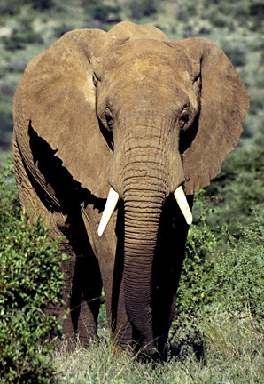 Loxodonta