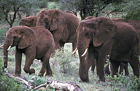 Loxodonta africana